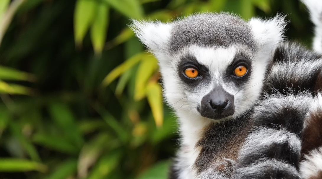 Lemur visto en nuestro voluntariado ambiental de Madagascar. Lemur en uno de nuestros proyectos de Conservación.